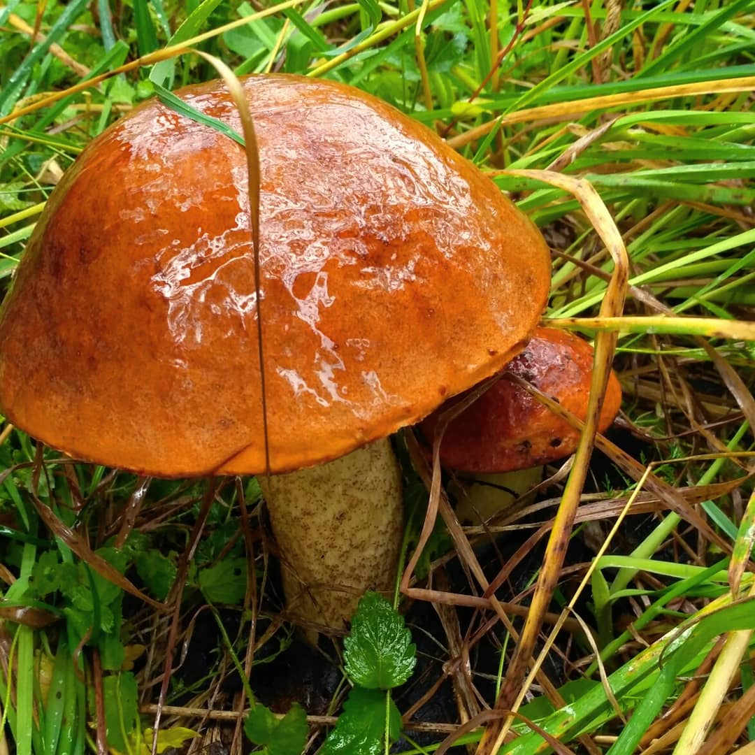Польза грибов для здоровья человека